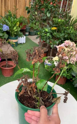 家庭养花用生根粉