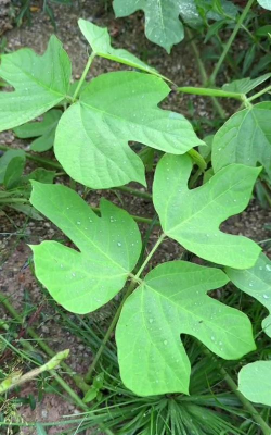 野生葛叶子什么样子