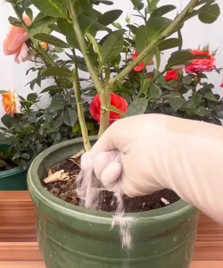 养花骨粉的制作方法养花