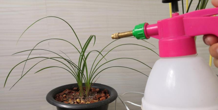 家庭养花用生根粉