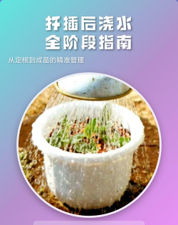 家庭养花用生根粉