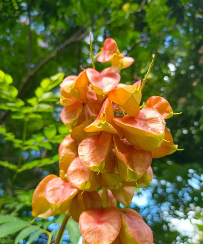 栾树果靠什么传播