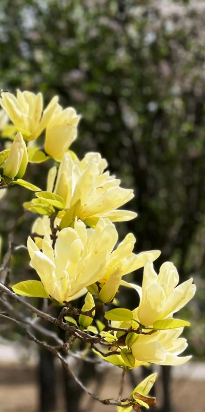 黄玉兰是什么市市花
