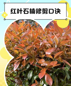 红叶石楠怎么修剪造型