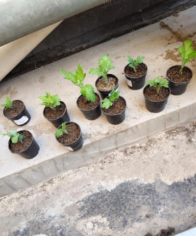 家庭养花用生根粉