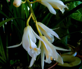 碧玉上的白花是什么