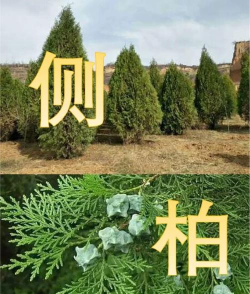 侧柏树生在什么地方