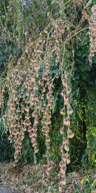 毛竹开花怎么办