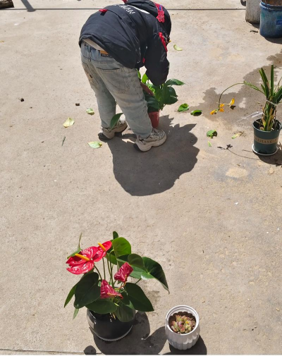 家庭养花用生根粉