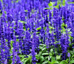 蓝色的鼠尾草怎么养殖