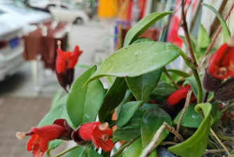 口红花怎么不开花 口红花怎么不开花