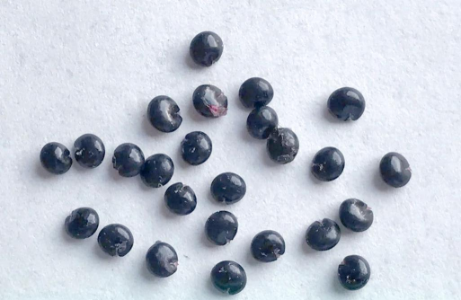 商陆的种子是什么