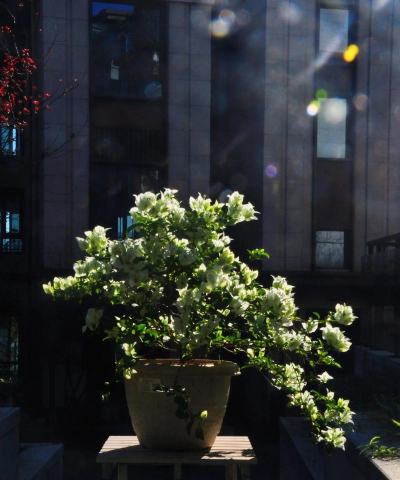 家庭养花用生根粉