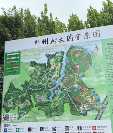 郑州市市树什么位置