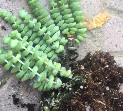 家庭养花用生根粉