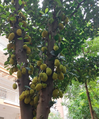 广西适合种什么懒人果树