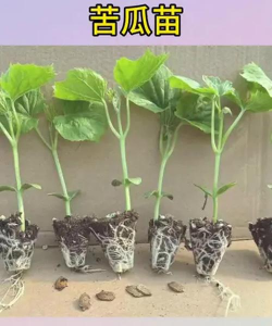 盆栽苦瓜用什么土最好