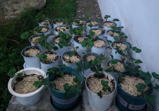 家庭养花用生根粉