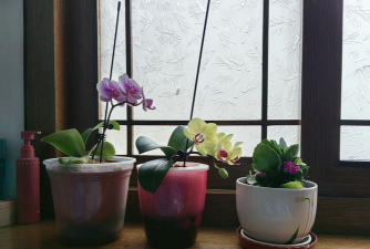 大花盆养花和小花盆养花