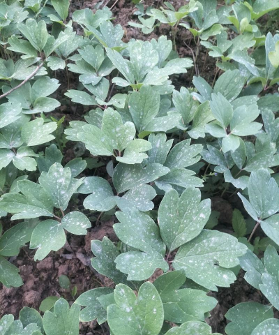 桑叶牡丹怎么繁殖小苗