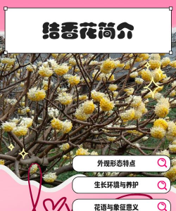 结香花蕾有什么作用