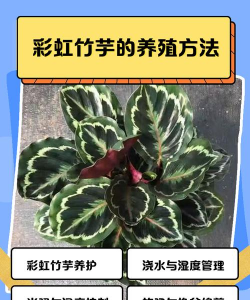 彩虹小竹芋怎么养