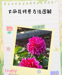 如何修剪大丽花