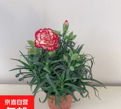 黄心紫边什么花