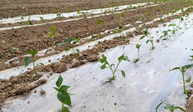 线辣椒大田移栽技术