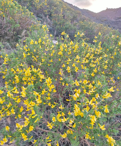 骆驼刺花又叫什么