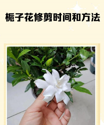 小叶栀子怎么控叶