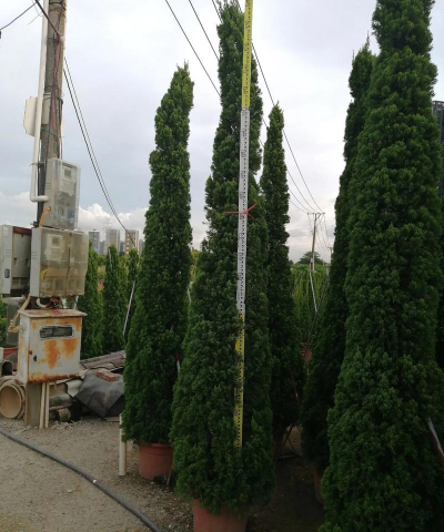 龙柏栽培要注意什么