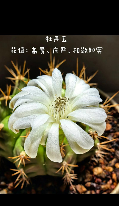 牡丹的品种玉什么楼