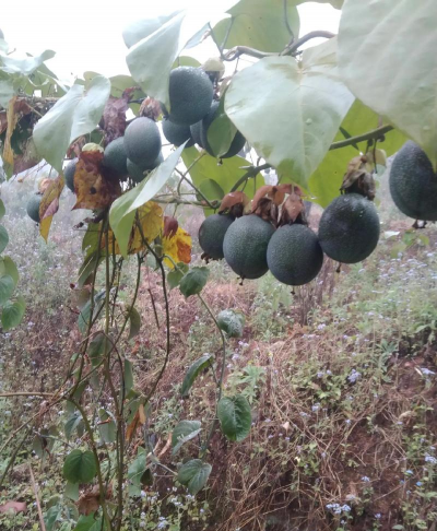 情人果树长什么样