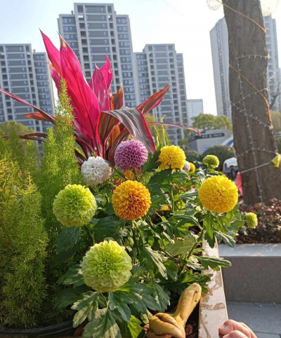 家庭养花用生根粉