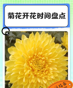 北方菊花什么时候开