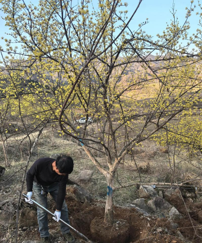 山茱萸枝怎么栽植