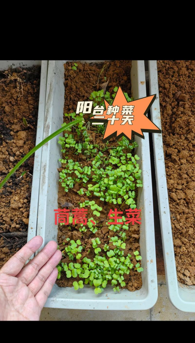 阳台种菜为什么苗很细
