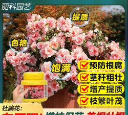 家庭养花用生根粉