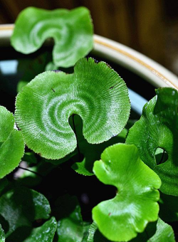 荷叶铁线蕨 荷叶金线草