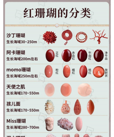 珊瑚种类叫什么琴的