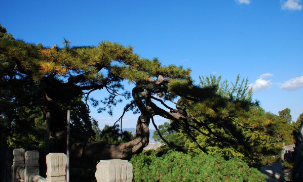 承德山上都长什么树