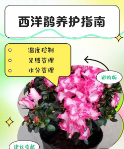 西洋鹃冬天怎么养