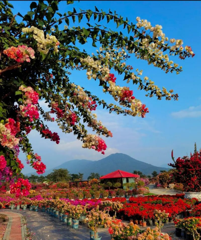 家庭养花用生根粉