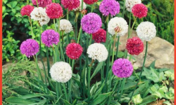 海石竹种子怎么收集