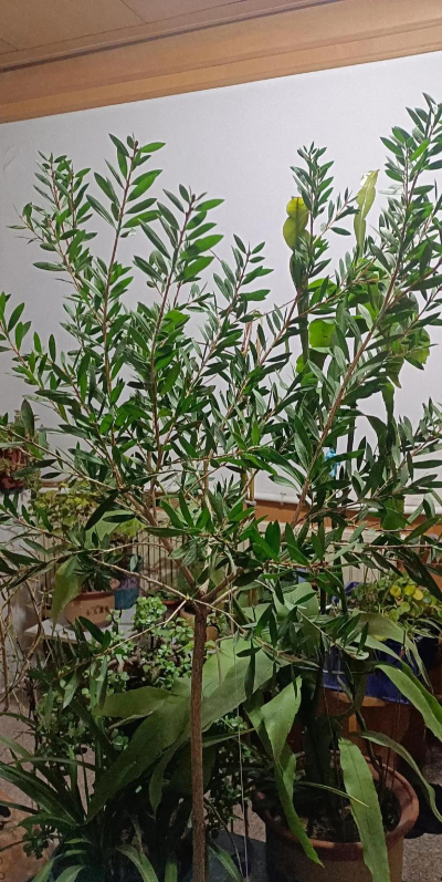 红千层怎么繁殖