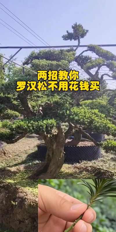 怎么繁殖罗汉松