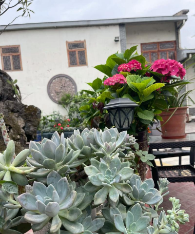 家庭养花用生根粉