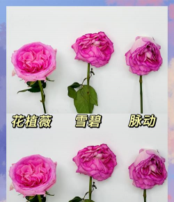 雪碧养花好还是脉动养花好