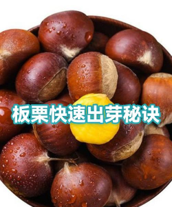 干的板栗怎么催芽